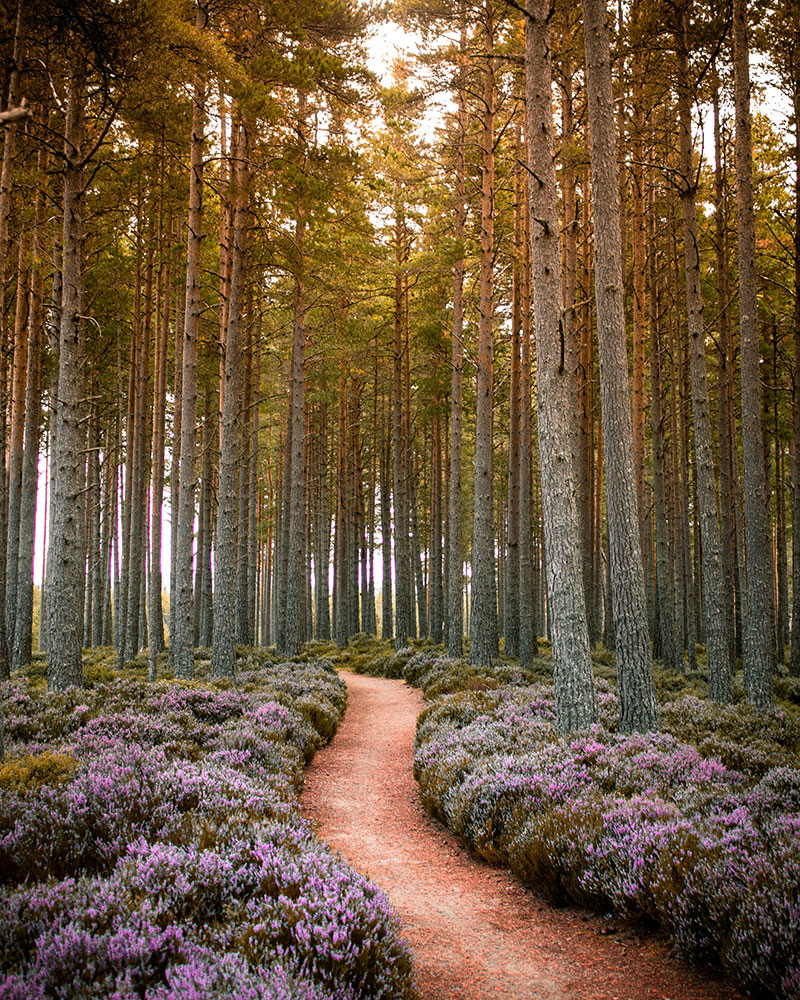 Ψυχολόγος Ψυχοθεραπευτής Αθήνα - Συνεδρίες Ψυχοθεραπείας